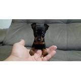 Lindissimo Filhotes Pinscher Micro