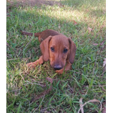 Lindo Filhote De Dashschund