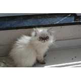 Lindo Filhote De Gato Persa Super Pequeninos Aproveite