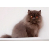 Lindo Filhote De Persa Gato Persa Sob Encomenda