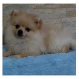 Lindo Filhote Lulu Da