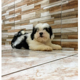 Lindo Filhote Macho De Lhasa Apso