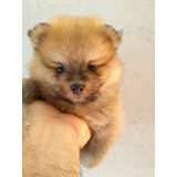 Pomerânia