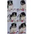 Lindo Filhote Ursinho Lulu Da Pomerânia/spitz Alemão Anão
