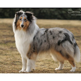 Lindo Rough Collie Blue