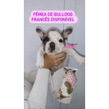 Lindos Bulldog Francês Filhotes De Alto Padrão Entrego Hoje