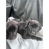Lindos Filhotes Da Raça Fila Brasileiro Pretos Com Pedigree
