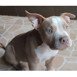 Lindos Filhotes De American Bully