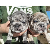 Lindos Filhotes De Bulldog Frances