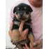 Lindos Filhotes De Cães Da Raça Rottweiler Machos E Fêmeas 