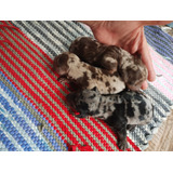 Lindos Filhotes De Daschund Teckel salsicha basset