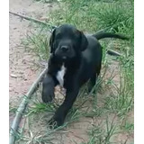 Lindos Filhotes De Dog