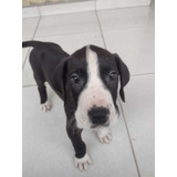 Lindos Filhotes De Dogue Alemão Com Garantia