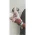 Lindos Filhotes De Dogue Alemão Merle Arlequim E Boston 