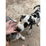 Lindos Filhotes De Dogue Alemão Raça 100 Pura