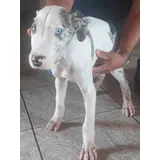 Lindos Filhotes De Dogue