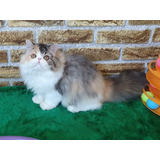 Lindos Filhotes De Gatos Persas Para Reserva