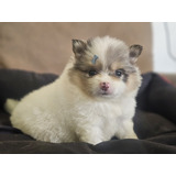 Pomerânia