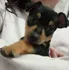 Lindos Filhotes De Pinscher Miniatura A Pronta Entrega 