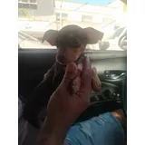 Lindos Filhotes De Pinscher