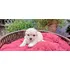Lindos Filhotes De Poodle Microtoy  14 99673 5254 Bauru/sp