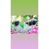 Lindos Filhotes De Pug