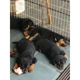 Lindos Filhotes De Rottwailer