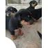 Lindos Filhotes De Rottweilers A Pronta Entrega Com Pedigree
