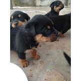 Lindos Filhotes De Rottweilers A Pronta