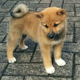 Lindos Filhotes De Shiba Inu Com Pedigree