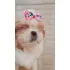 Lindos Filhotes De Shih Tzu @ Pedigree E Microchip
