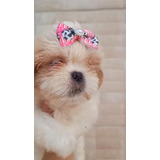 Lindos Filhotes De Shih