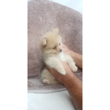 Lindos Filhotes De Spitz