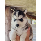 Lindos Filhotes Husky Siberiano Rio Grande