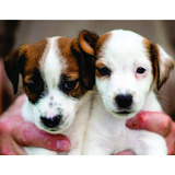 Lindos Filhotes Jack Russell