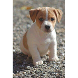 Lindos Filhotes Jack Russell