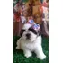 Lindos Filhotes Shih Tzu Fêmea Ou Macho Para Reserva 