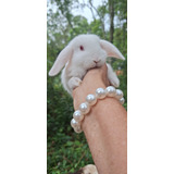 Lop