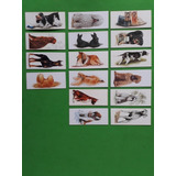 Lote 16 Cards Diferentes Surpresa Cães De Raça 170 O Lote