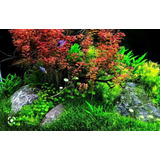 Ludwgia Sp Mini Red