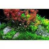 Ludwgia Sp Mini Red