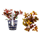 Ludwigia Sp  Red   Chácara Takeyoshi L24