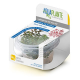 Ludwigia Super Mini Red