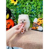 Lulu Da Pomerania Anao