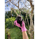 Lulu Da Pomerania Lindos