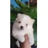 Lulu Da Pomerania Spitz Alemao Anão Compania Apto