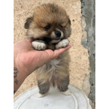 Lulu   
