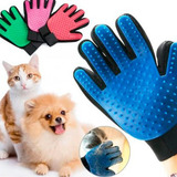 Gato
