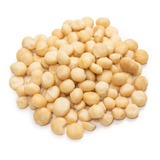 Macadamia Inteira Torrada Sem