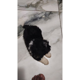 Machinho De Shih Tzu
